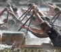 Sárkányhajó Fesztivál 2013 - Szombathelyi Sárkányhajó Fesztivál